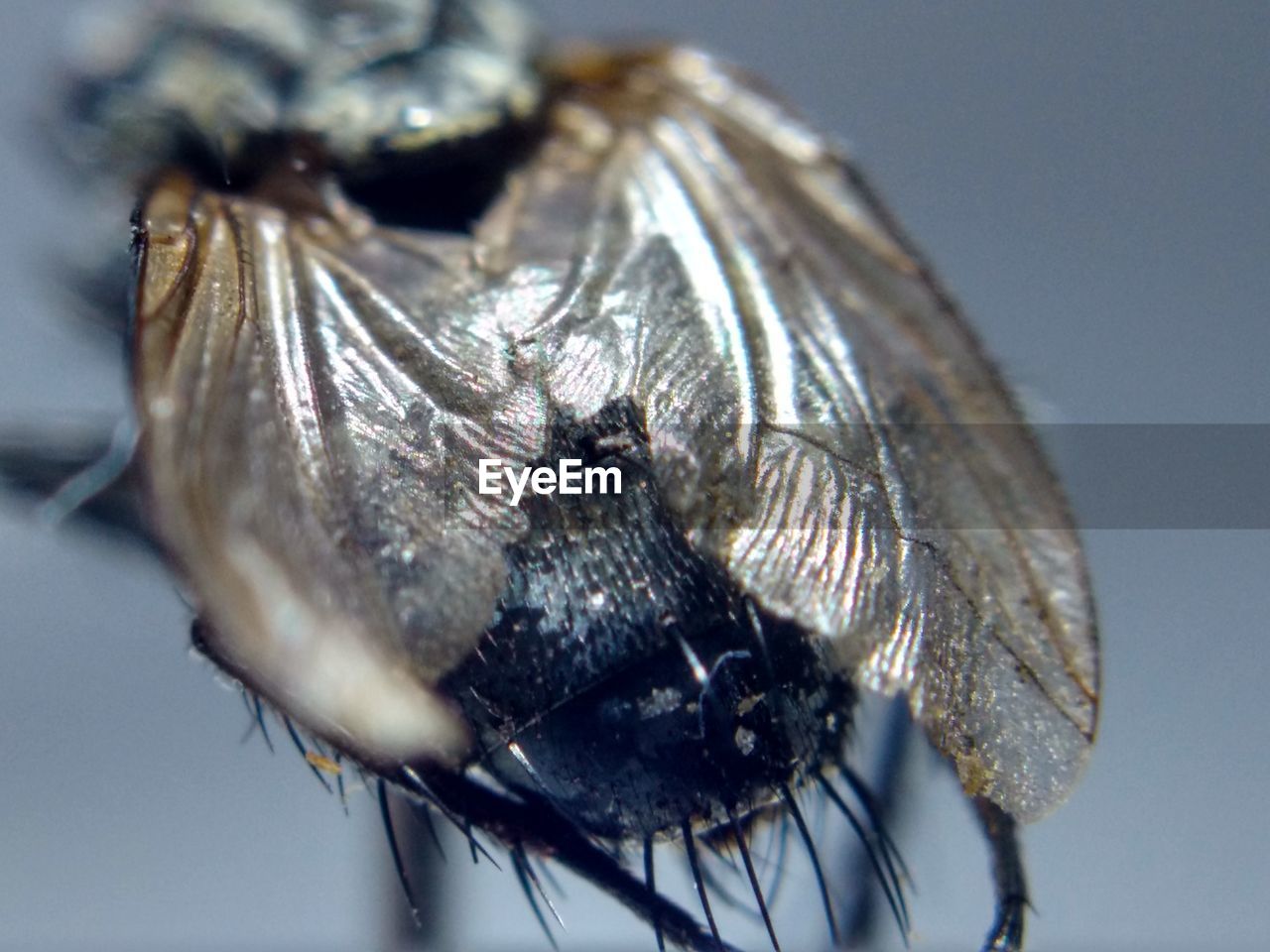 CLOSE-UP VIEW OF INSECT