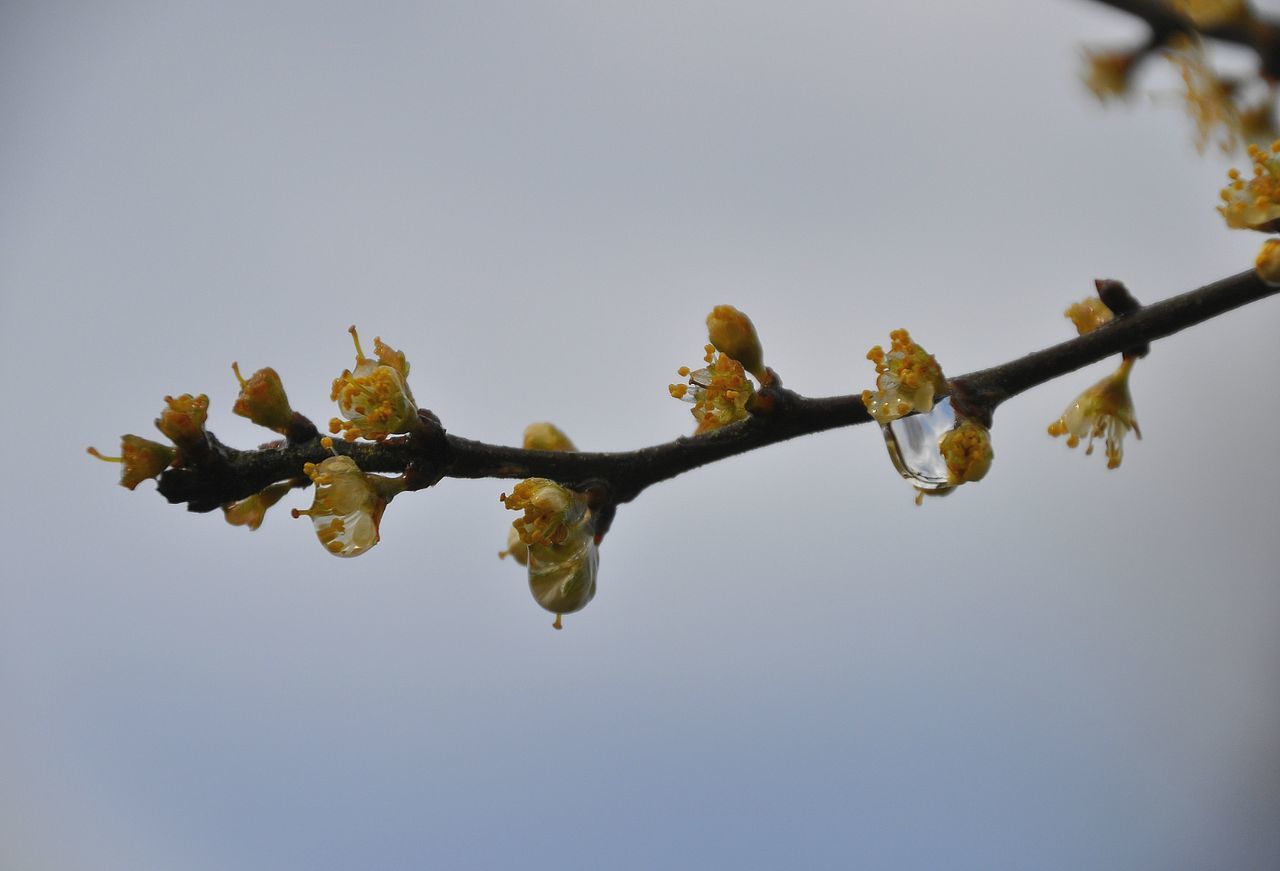 Low angle view of flowers blooming on tree