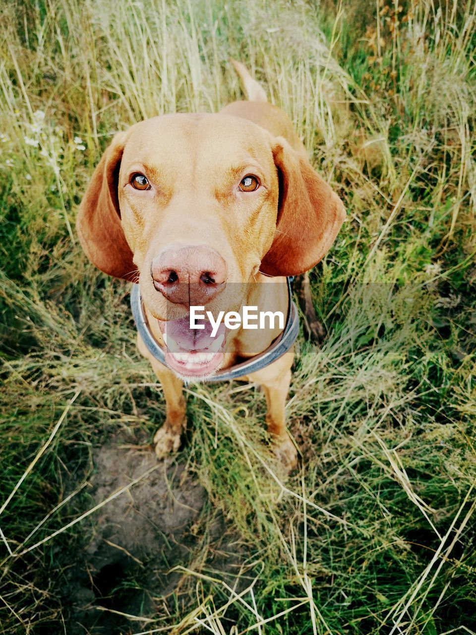 CLOSE-UP PORTRAIT OF A DOG ON GRASS