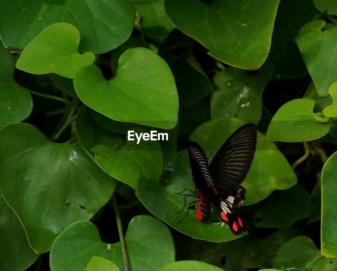 CLOSE-UP OF BUTTERFLY ON PLANTS