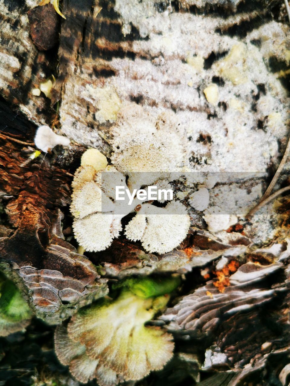 CLOSE-UP OF MUSHROOM GROWING ON GROUND