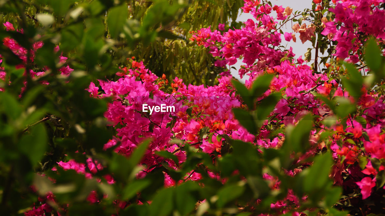 Pink flowers growing on tree