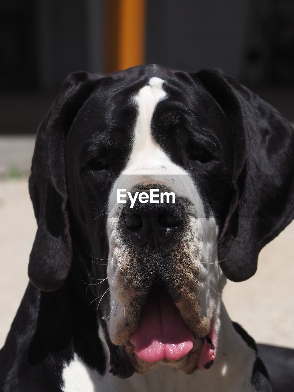 one animal, animal themes, animal, pet, dog, mammal, canine, domestic animals, animal body part, black, portrait, close-up, focus on foreground, no people, sticking out tongue, animal head, facial expression, carnivore, animal mouth, day, looking at camera, animal tongue