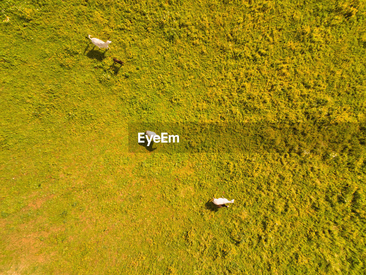 HIGH ANGLE VIEW OF DUCKS ON FIELD