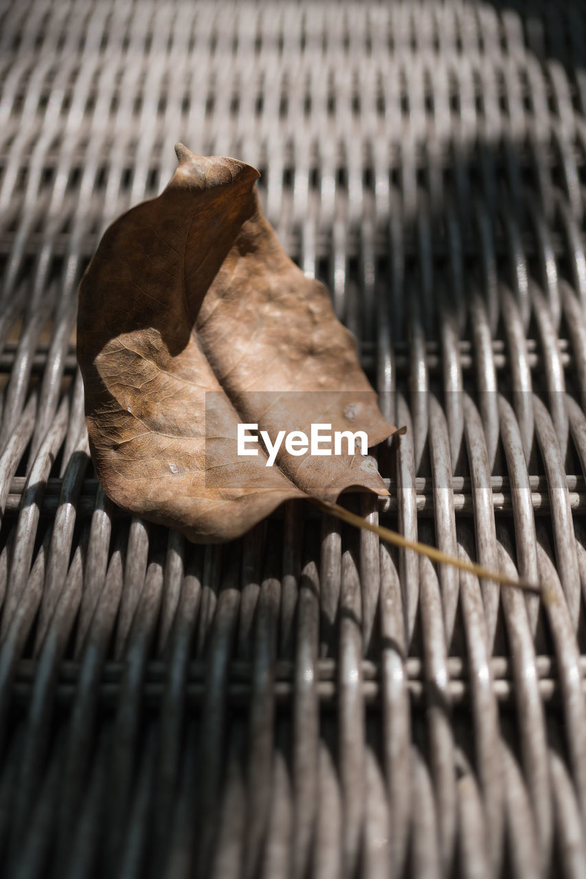 CLOSE-UP OF DRIED LEAVES