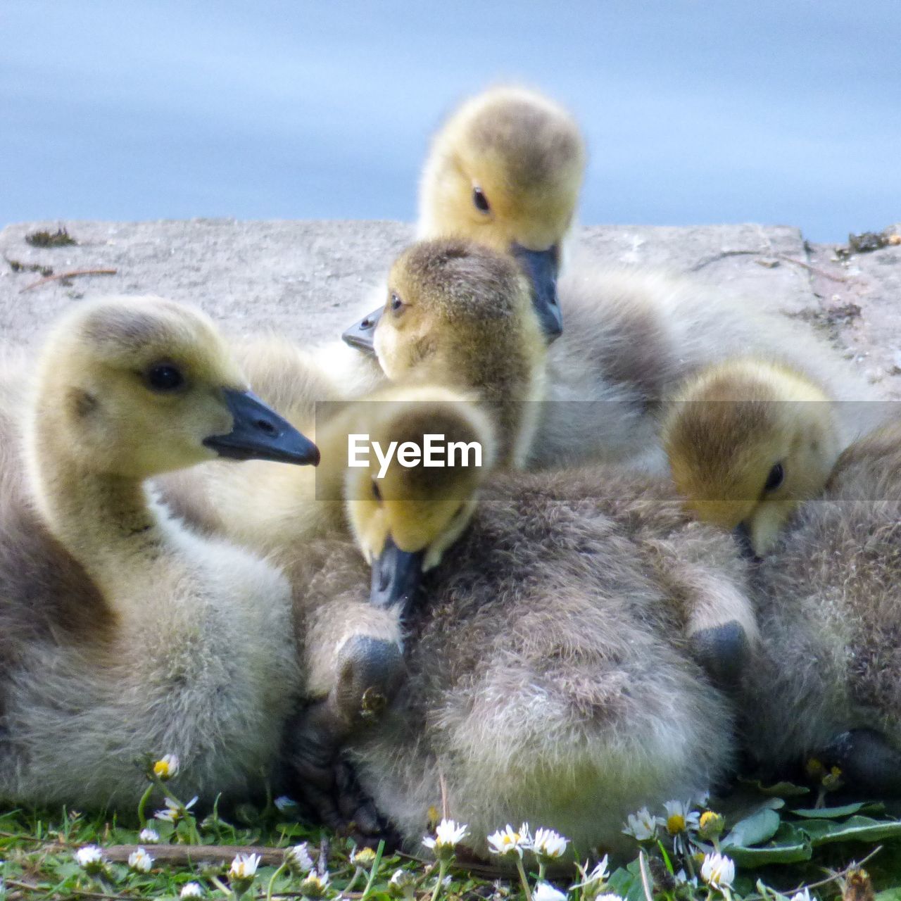 CLOSE-UP OF DUCKLINGS IN NEST