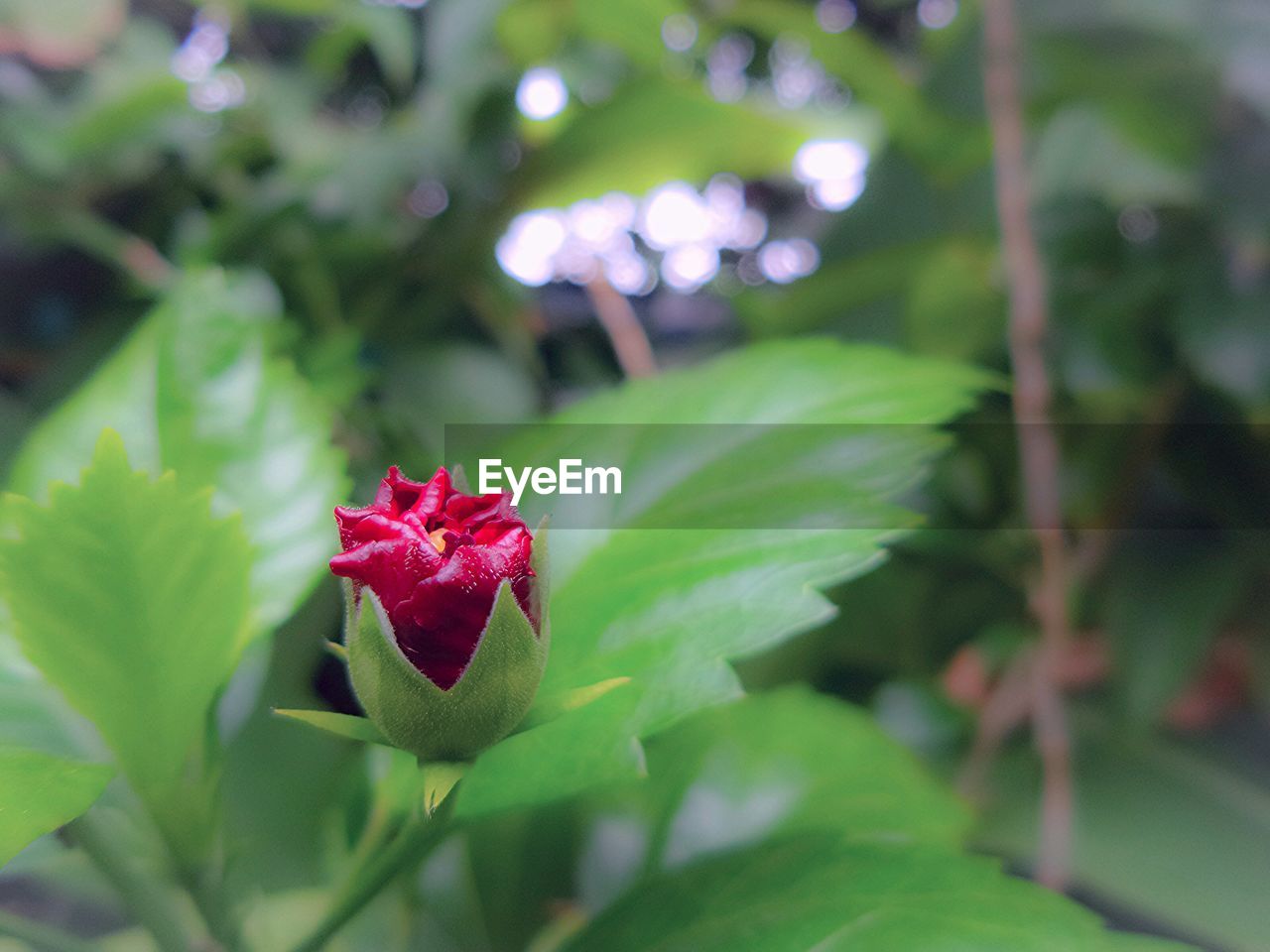 High angle view of closed red hibiscus petal in garden
