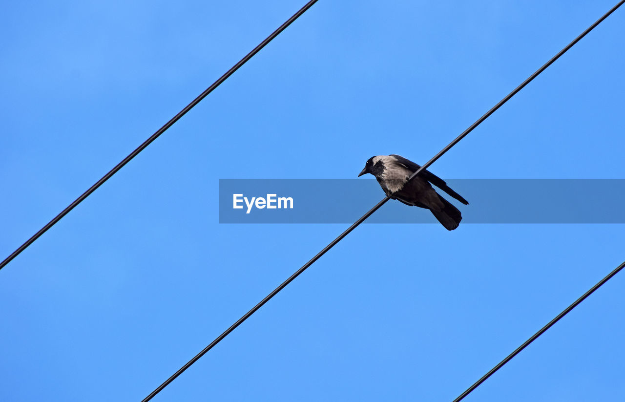 Low angle view of raven perching on cables against clear blue sky