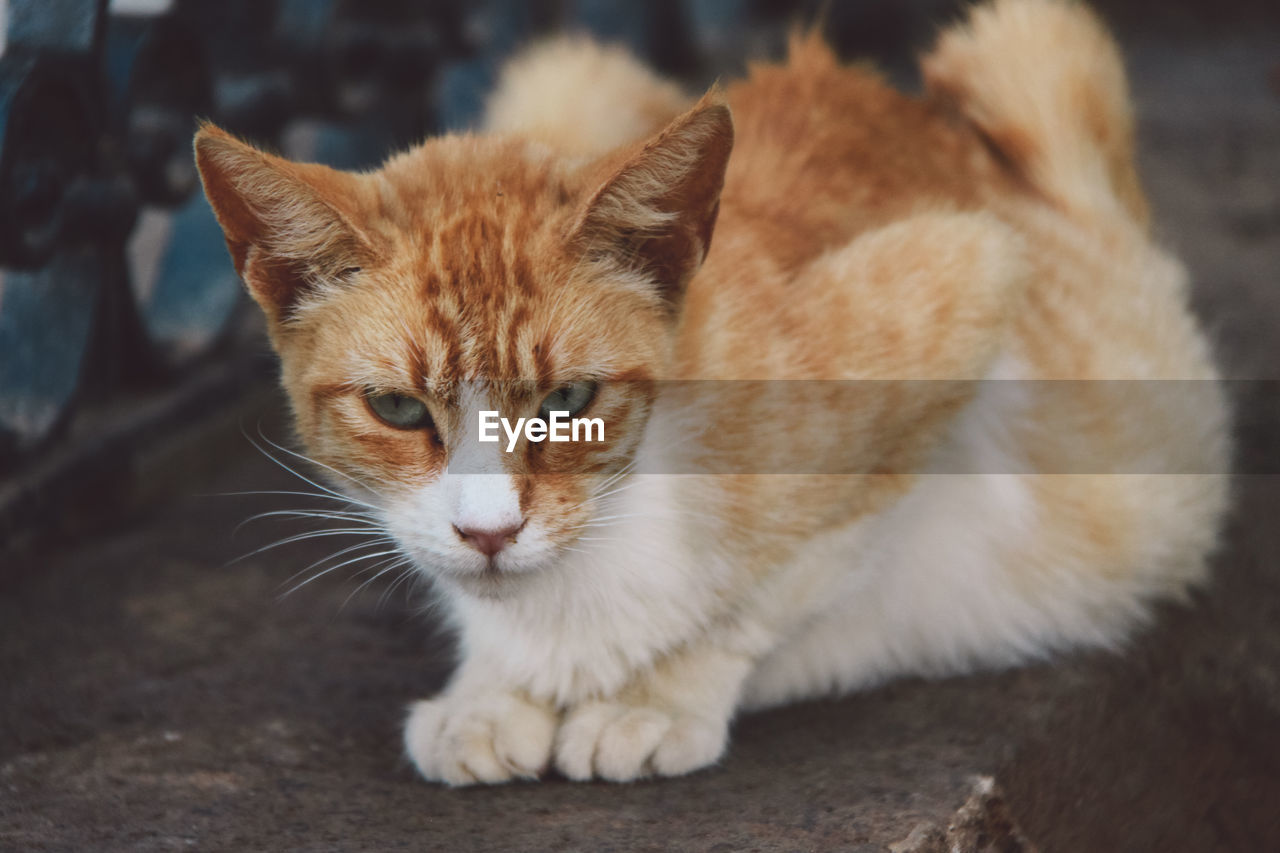 Close-up portrait of ginger cat