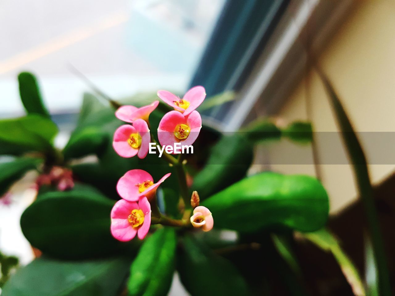 CLOSE-UP OF PINK FLOWERS BLOOMING