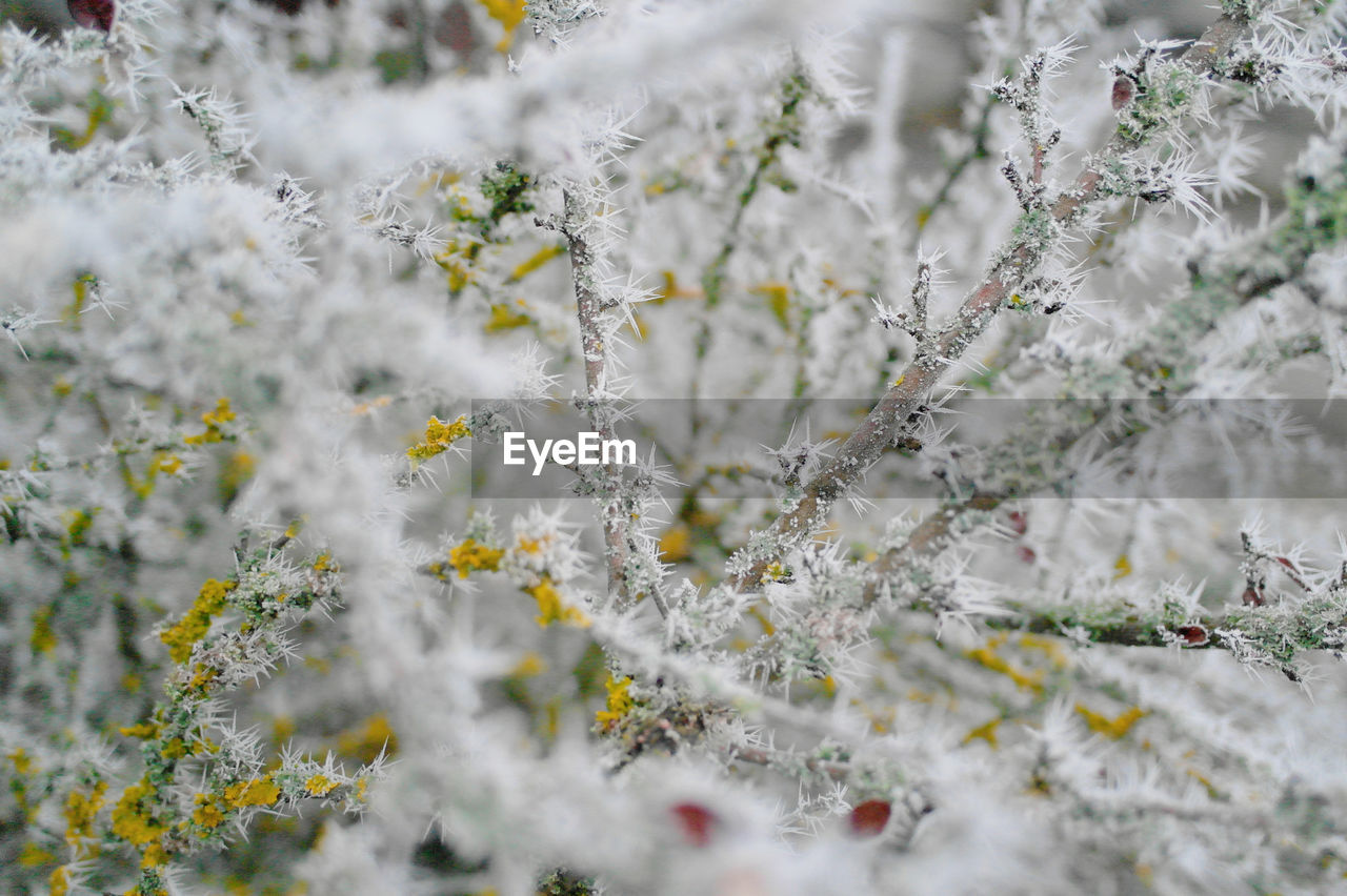 Close-up of snow on plant during winter