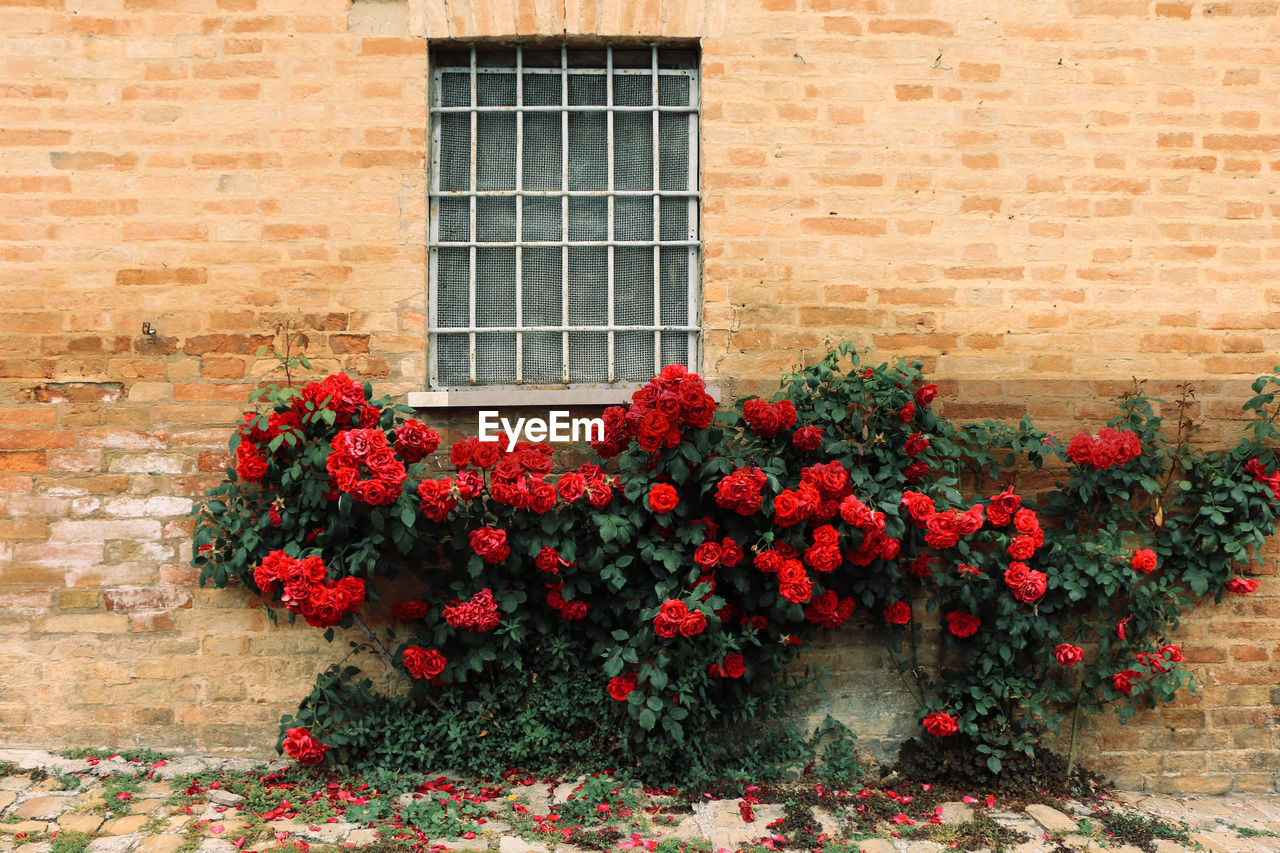 Flowers blooming against brick wall