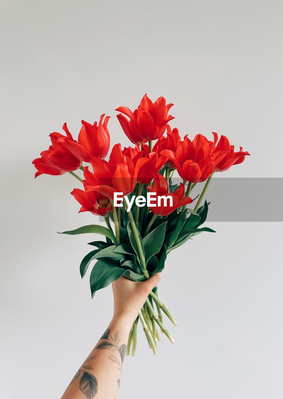 Cropped hand of woman holding tulips