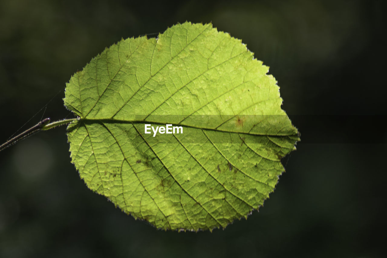 Close-up of leaf