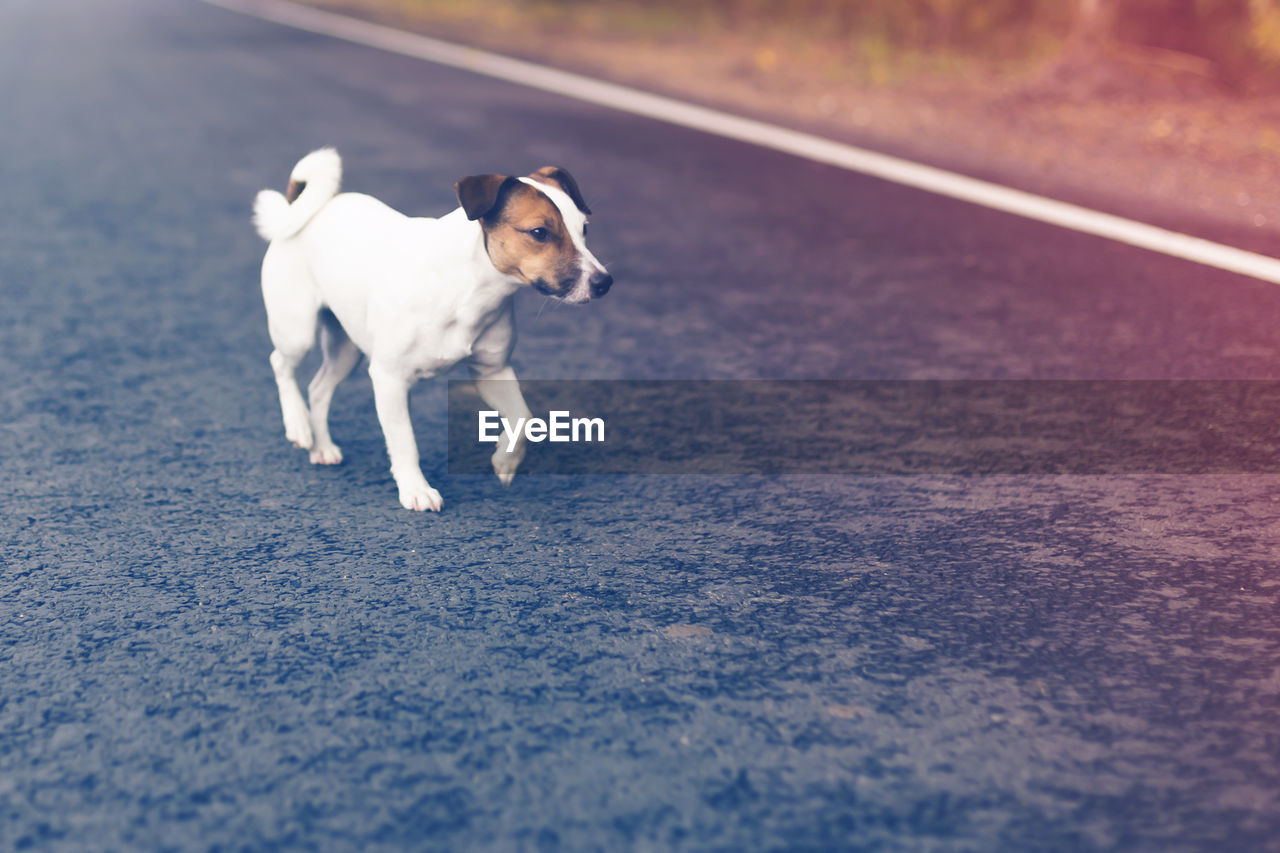 DOG LOOKING AWAY ON ROAD