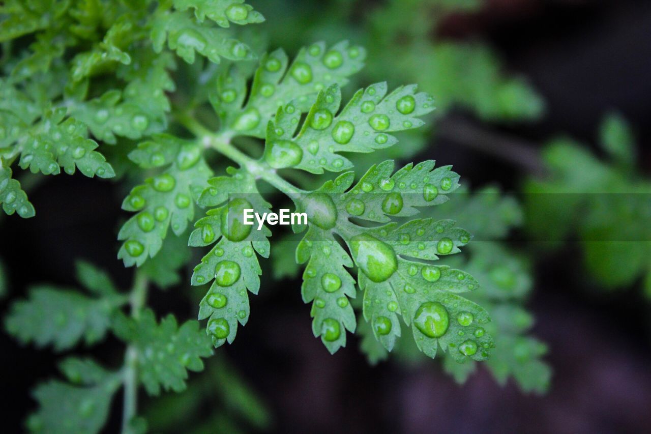 Close-up of wet plant