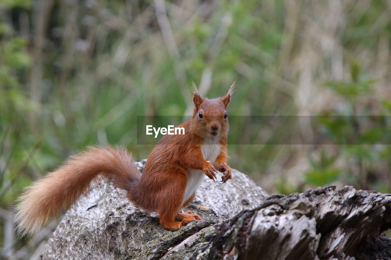 CLOSE-UP OF SQUIRREL ON TREE