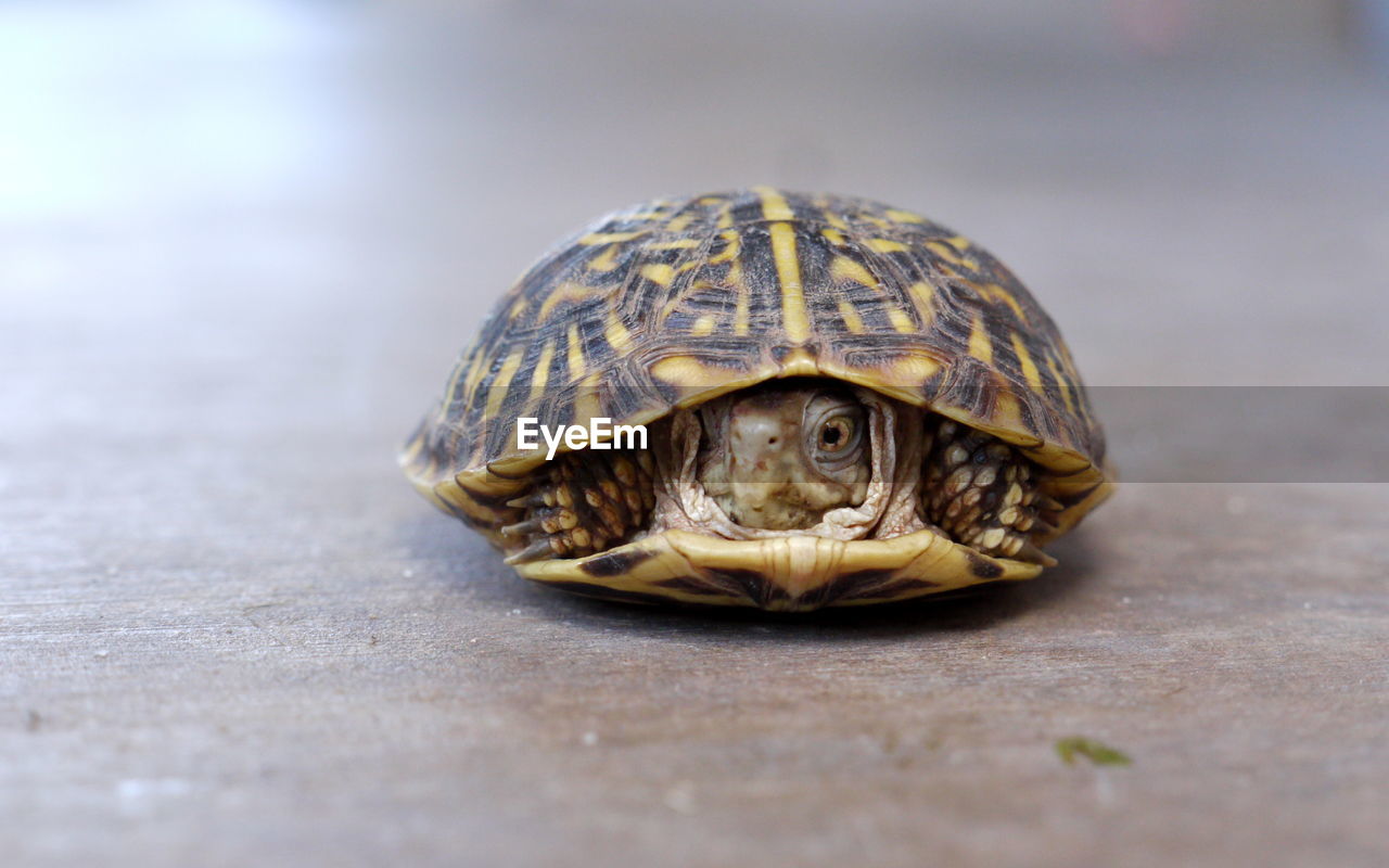 Close-up of desert box turtle on footpath