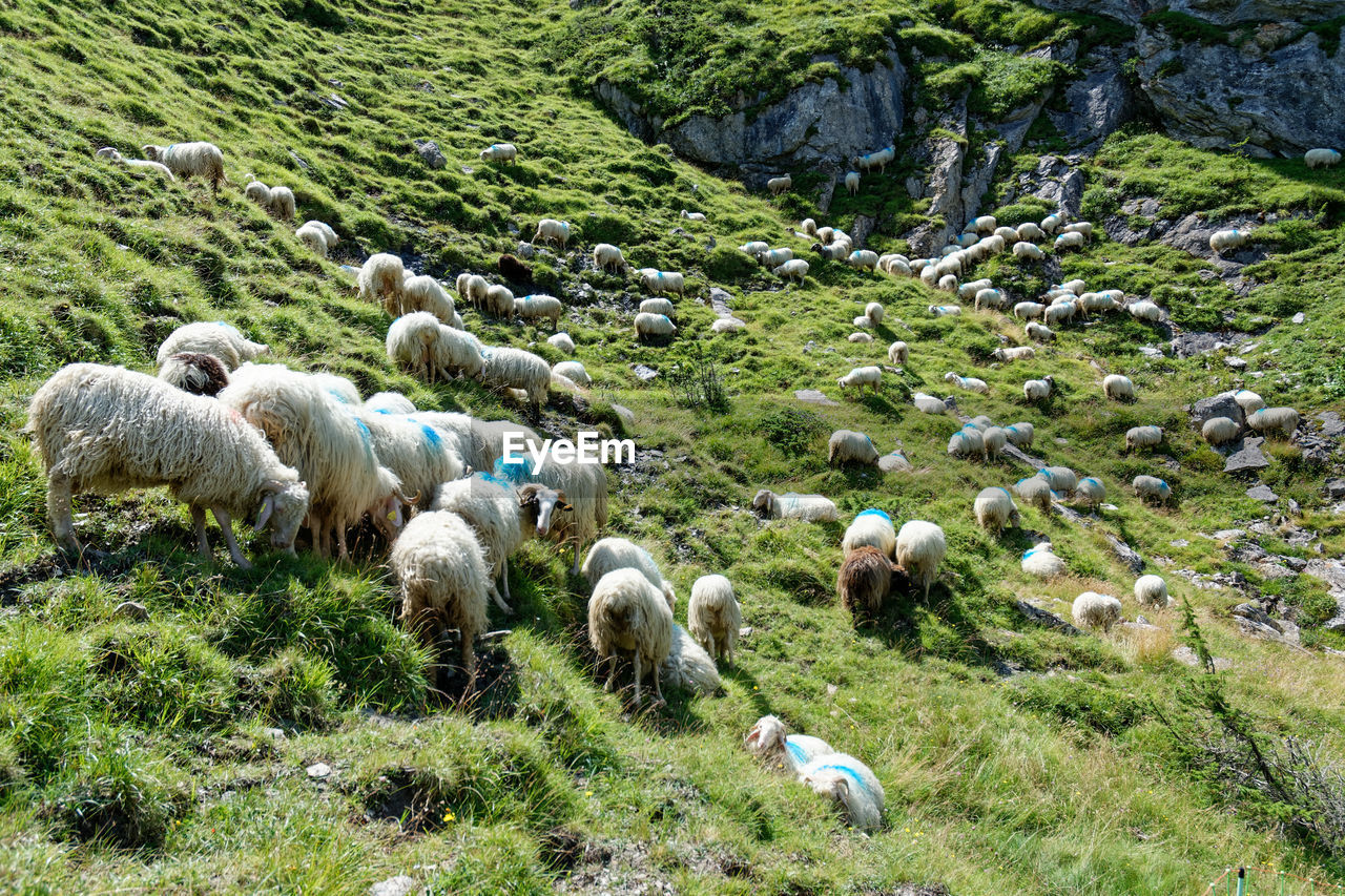 FLOCK OF SHEEP GRAZING IN FARM