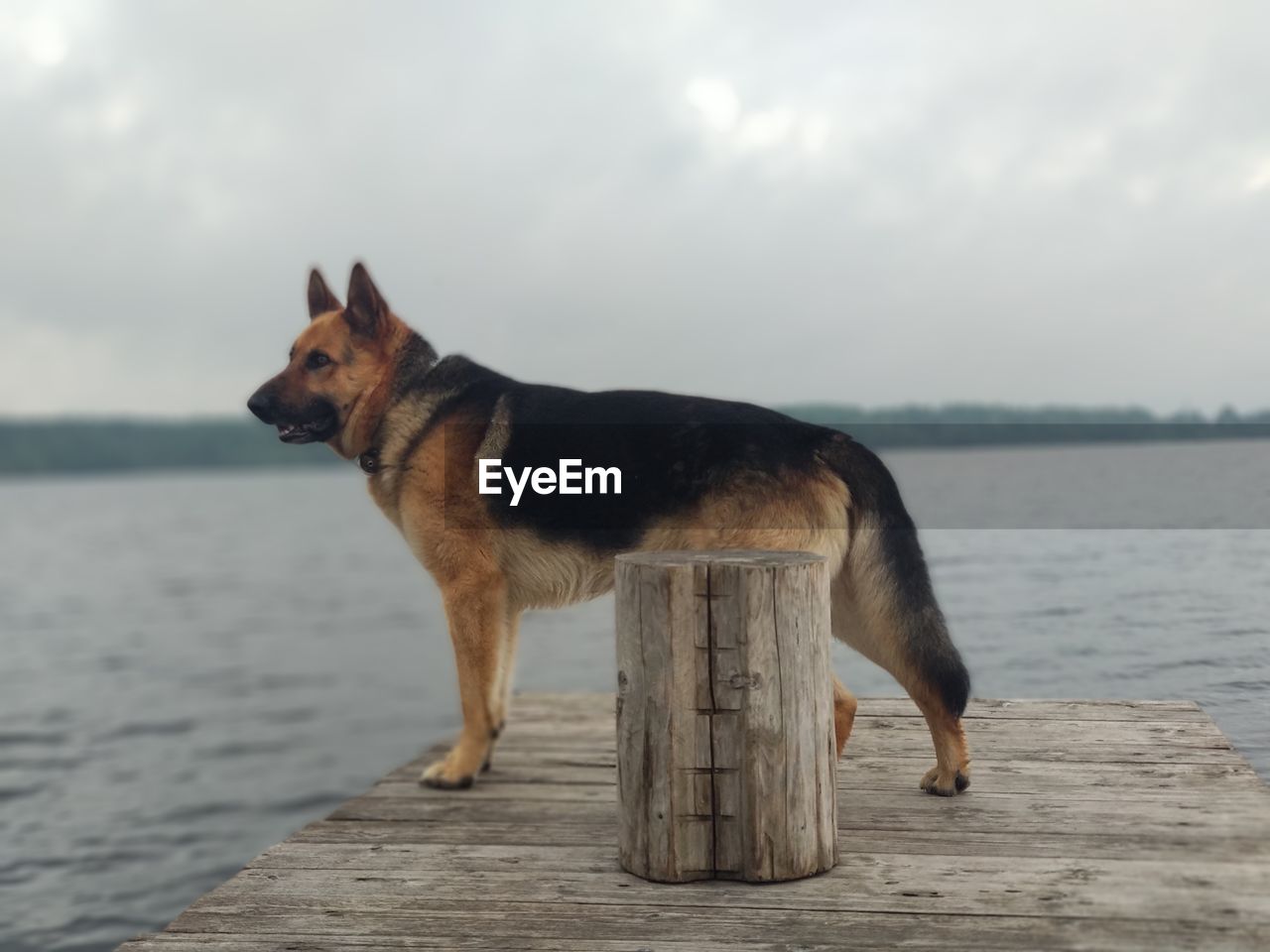 Dog looking away while standing on wood against sky