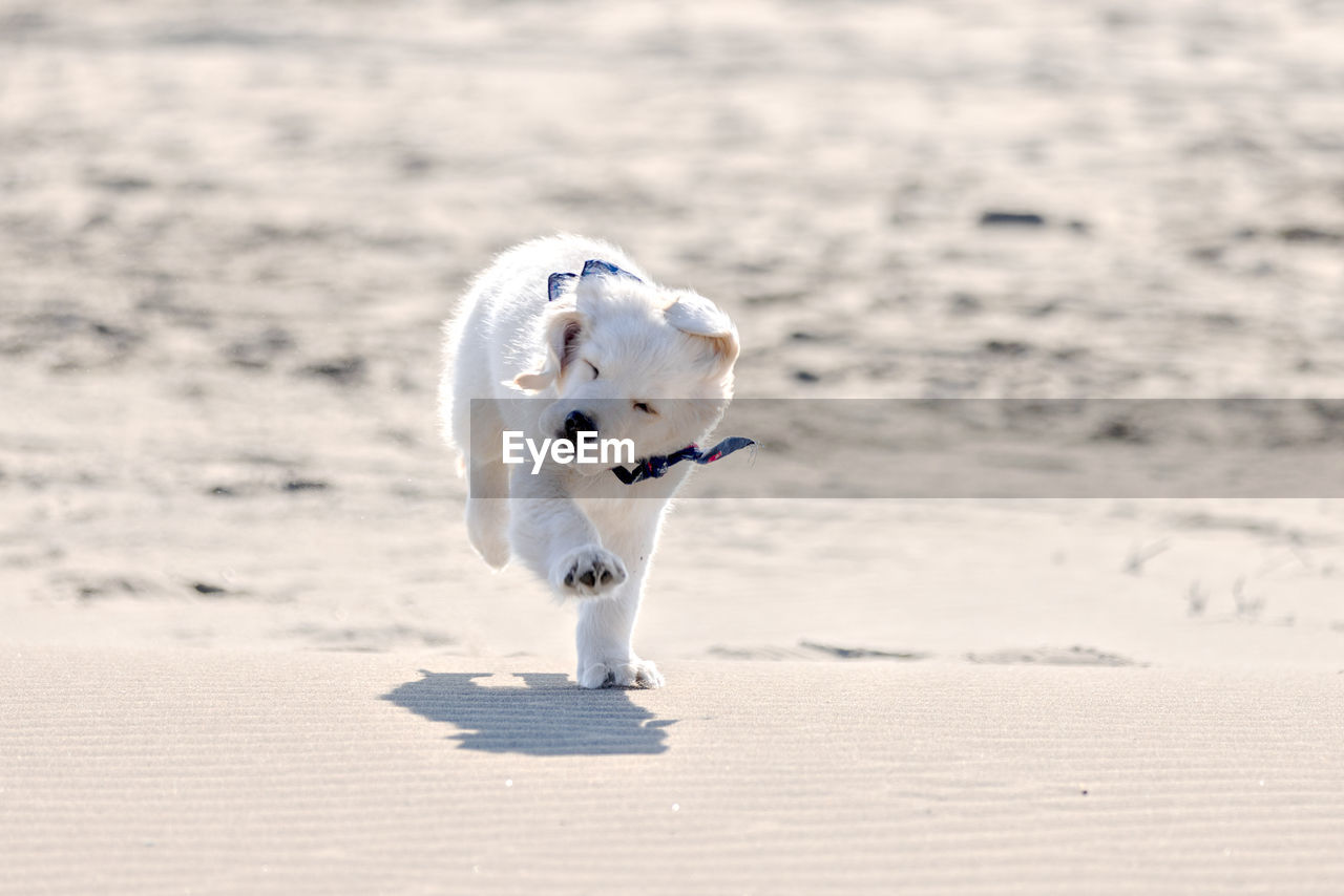 Close-up of dog running on beach