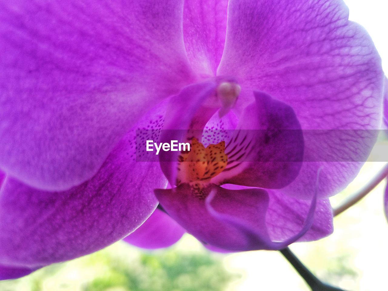 CLOSE-UP OF PINK ORCHID
