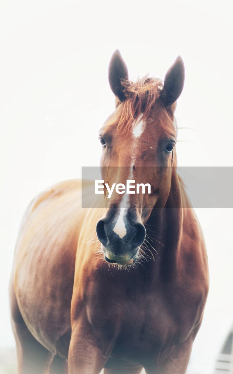 CLOSE-UP PORTRAIT OF A HORSE