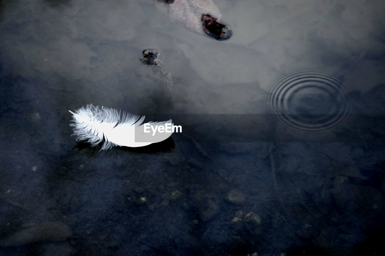 High angle view of white feather floating on water