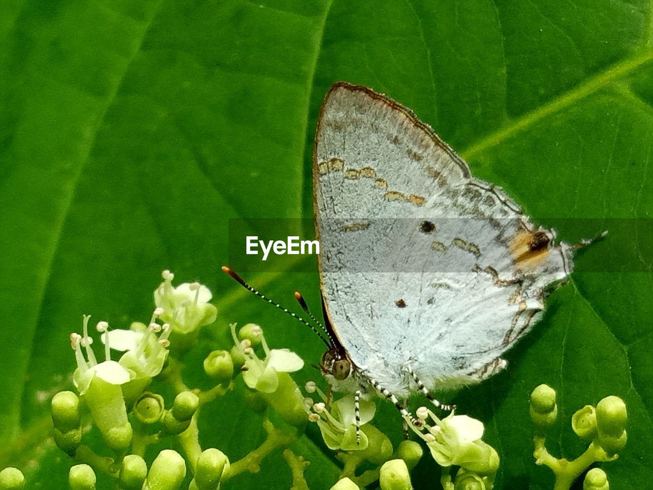 CLOSE-UP OF BUTTERFLY ON GREEN PLANT
