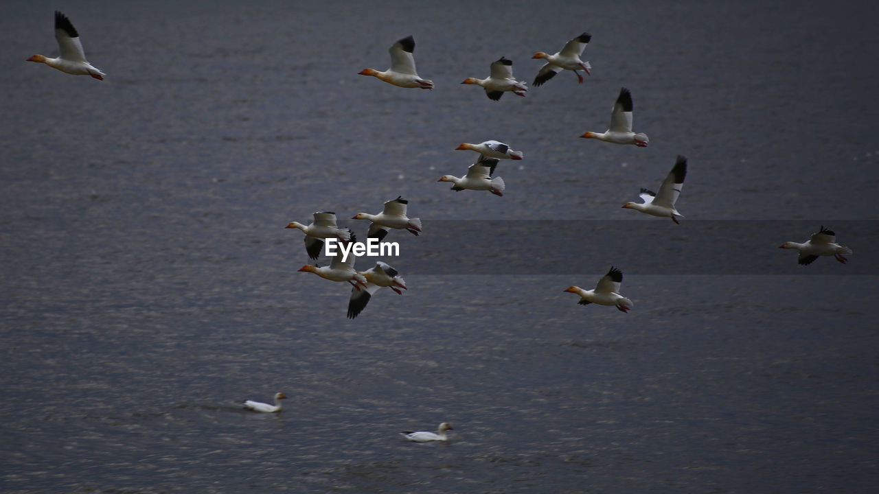 Birds flying over sea