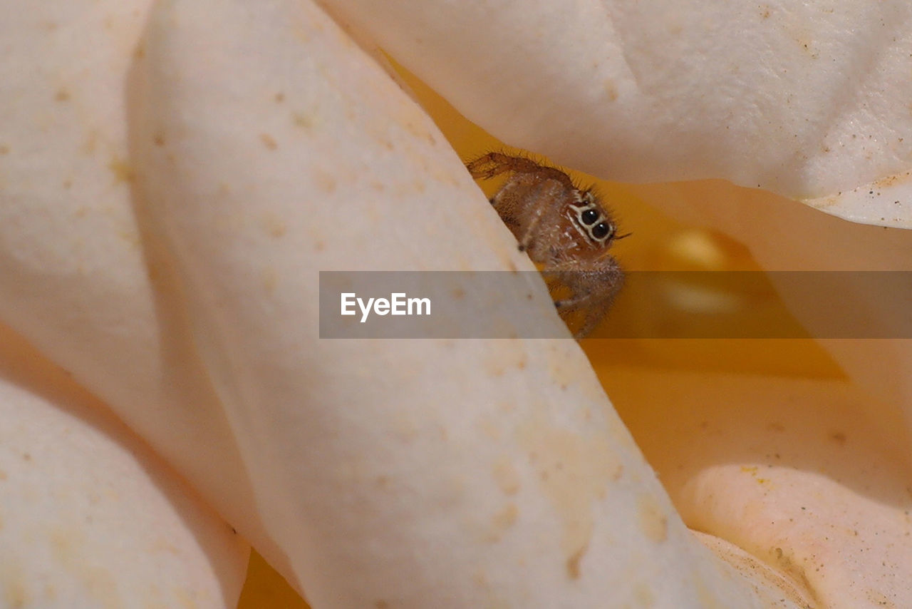 Portrait of jumping spider inside shell