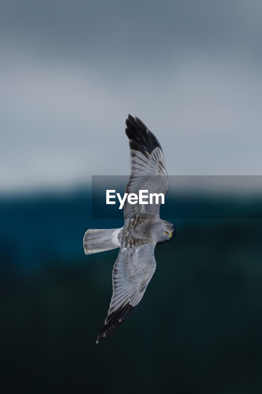 close-up of bird flying over sea