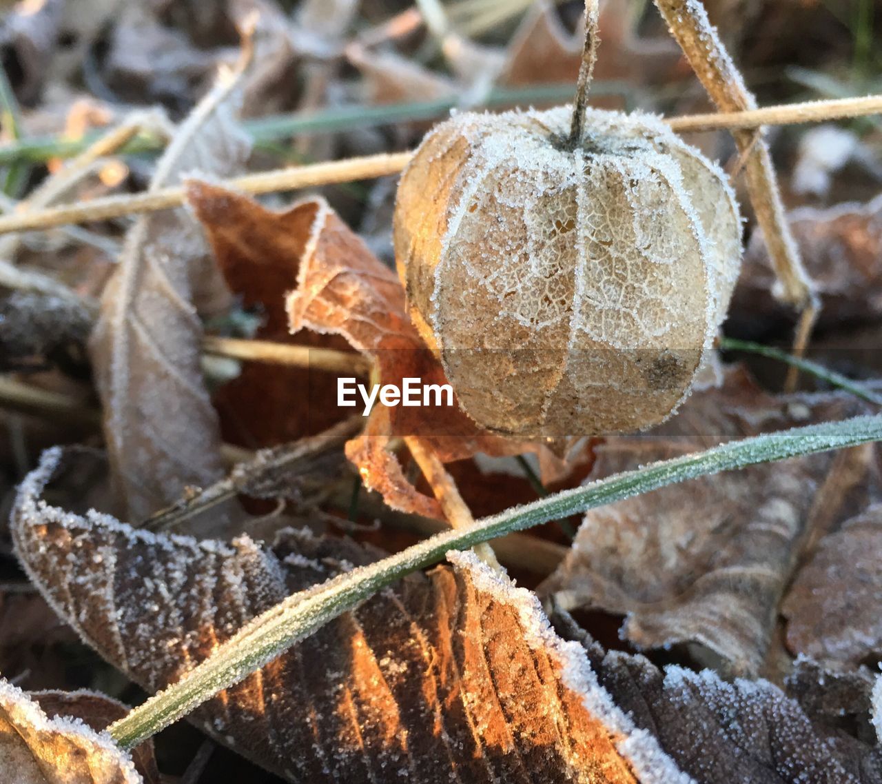 CLOSE-UP OF DRIED PLANT