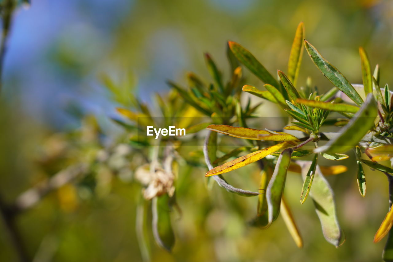 CLOSE-UP OF FRESH FLOWER PLANT