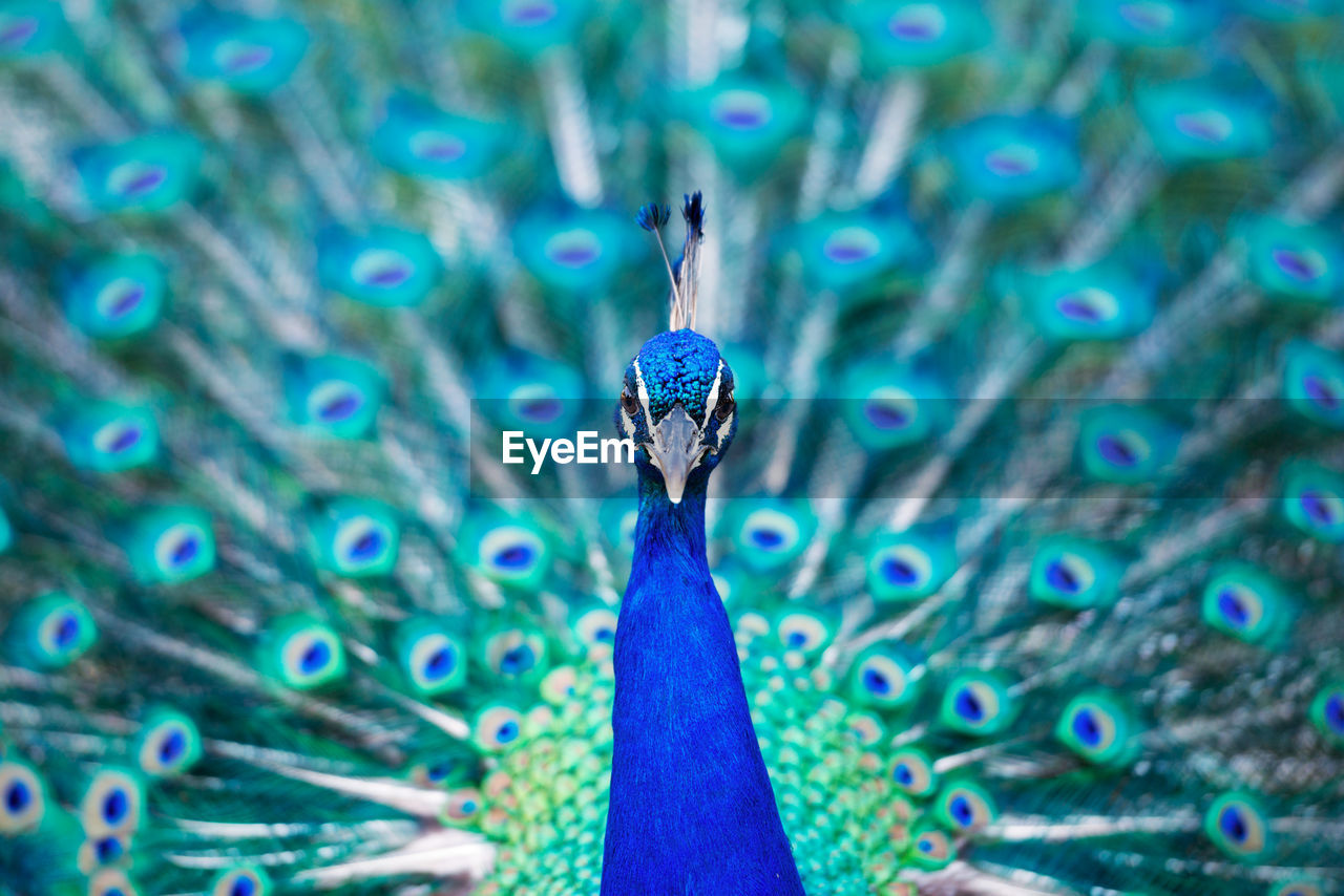 Close-up portrait of peacock