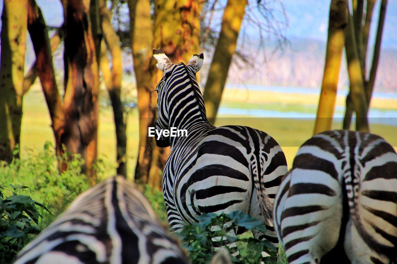 Zebras standing on field