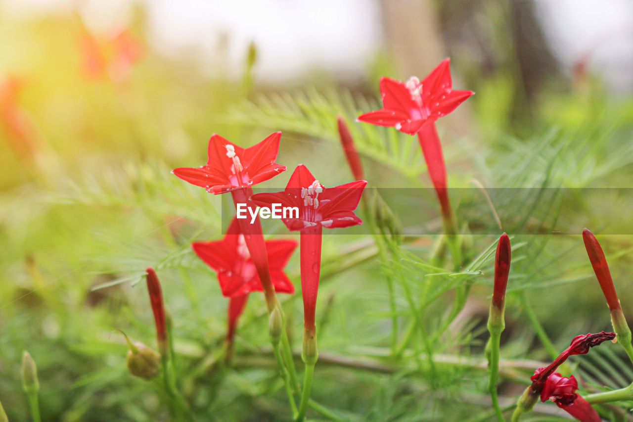 CLOSE-UP OF RED FLOWERING PLANTS ON FIELD