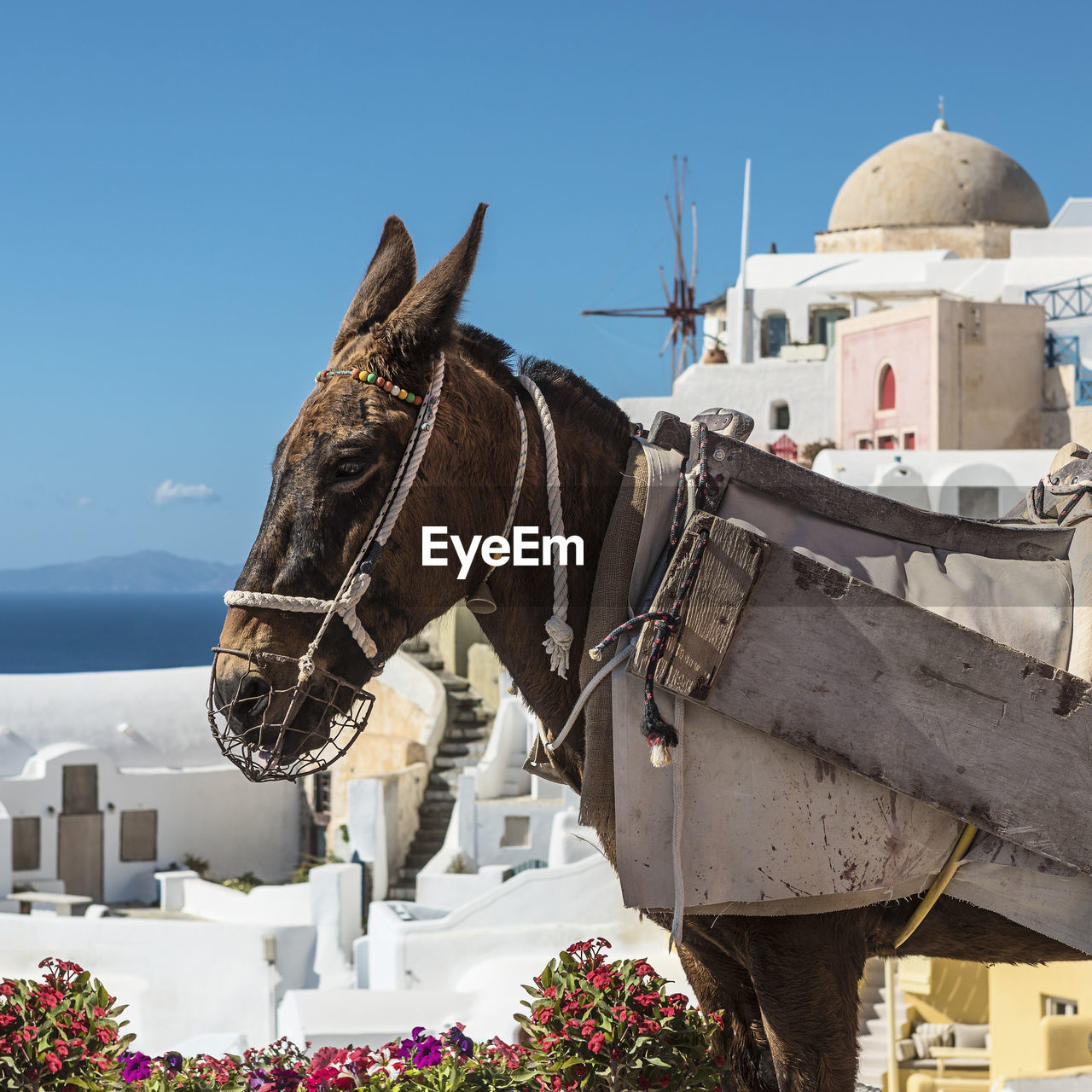 Donkey in oia santorini