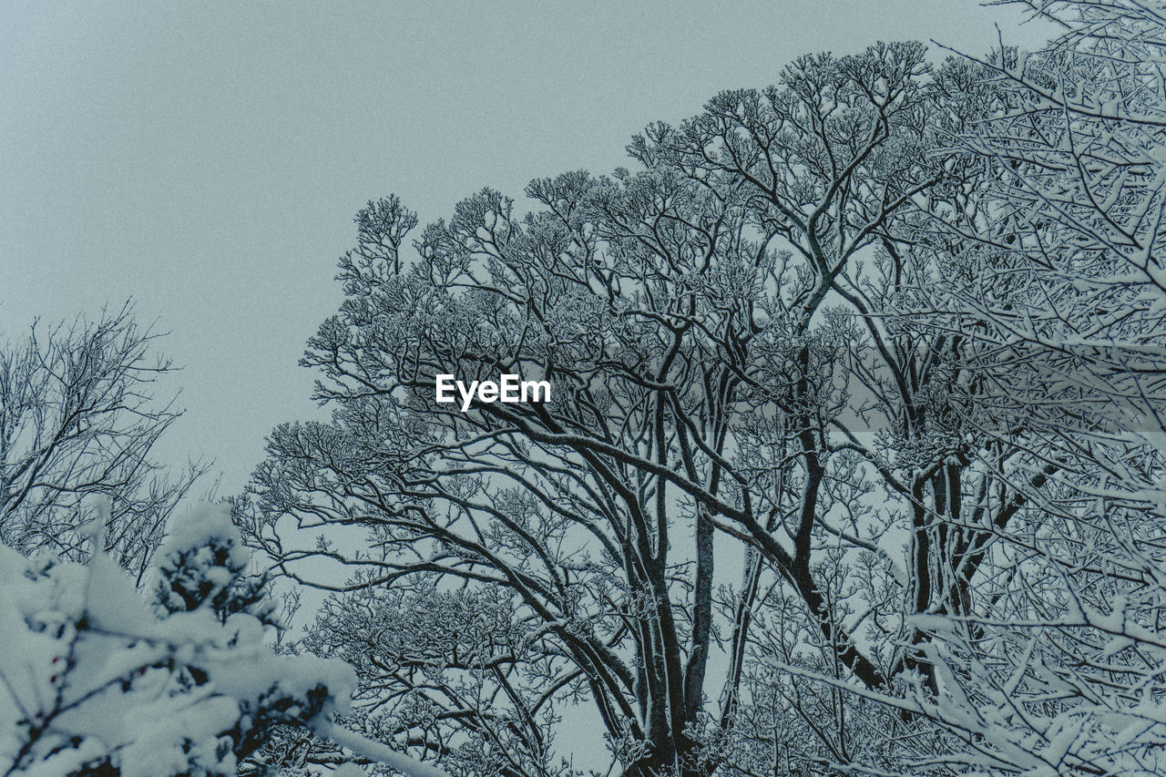 High contrast low angle view of large snow covered trees