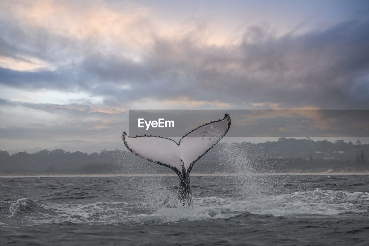 Tale of a whale in open water 