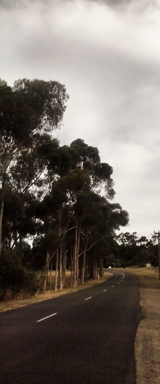 ROAD PASSING THROUGH TREES