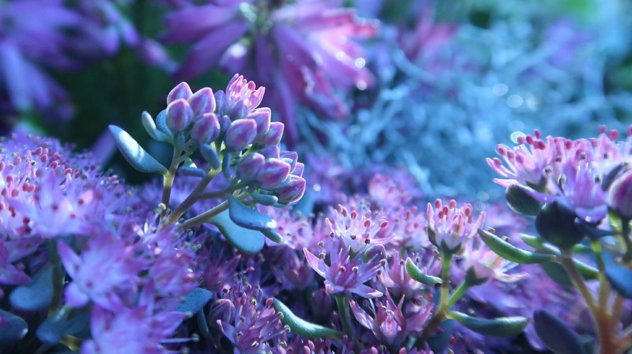 Close-up of pink flowering plant