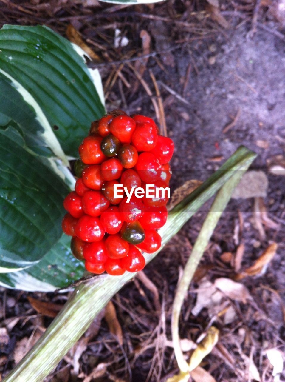 CLOSE-UP OF RED BERRIES ON TWIG