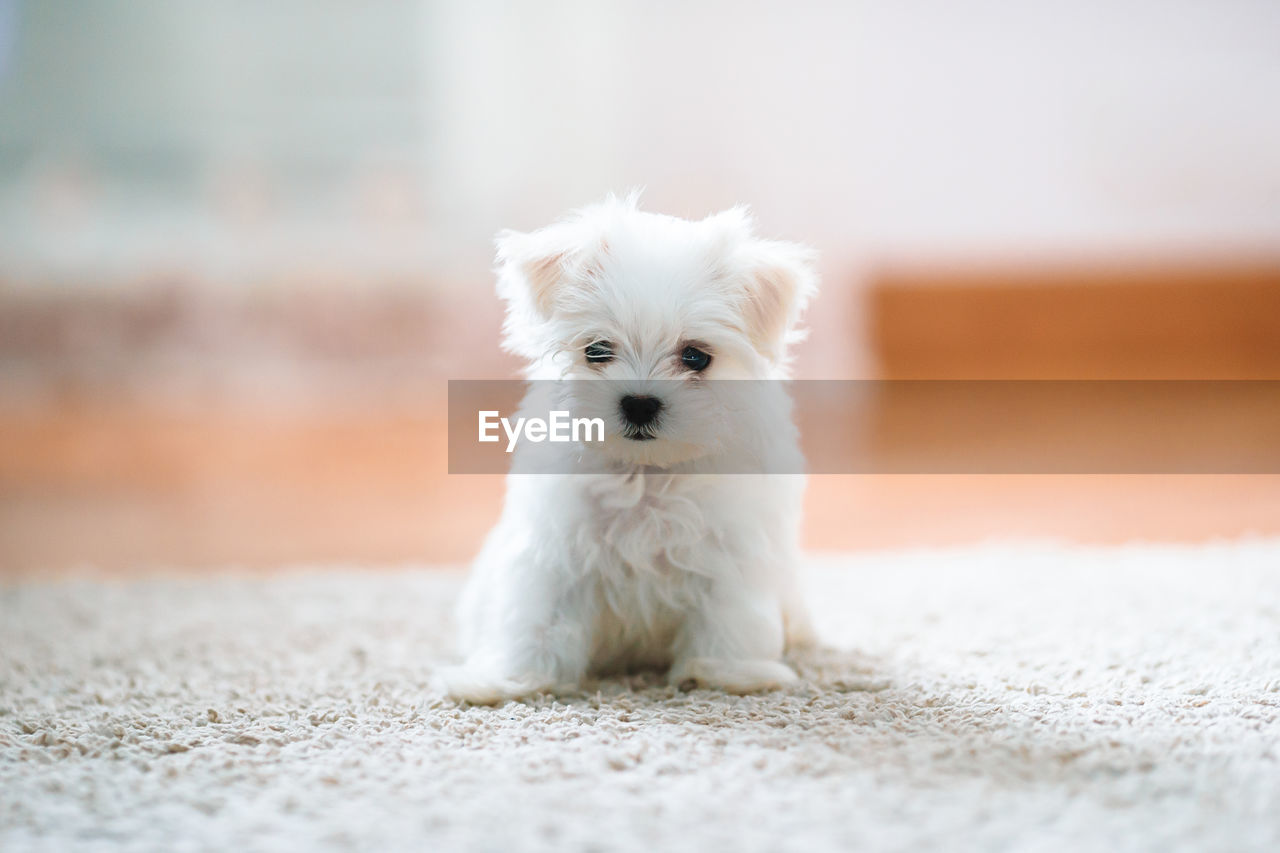 PORTRAIT OF WHITE PUPPY ON RUG