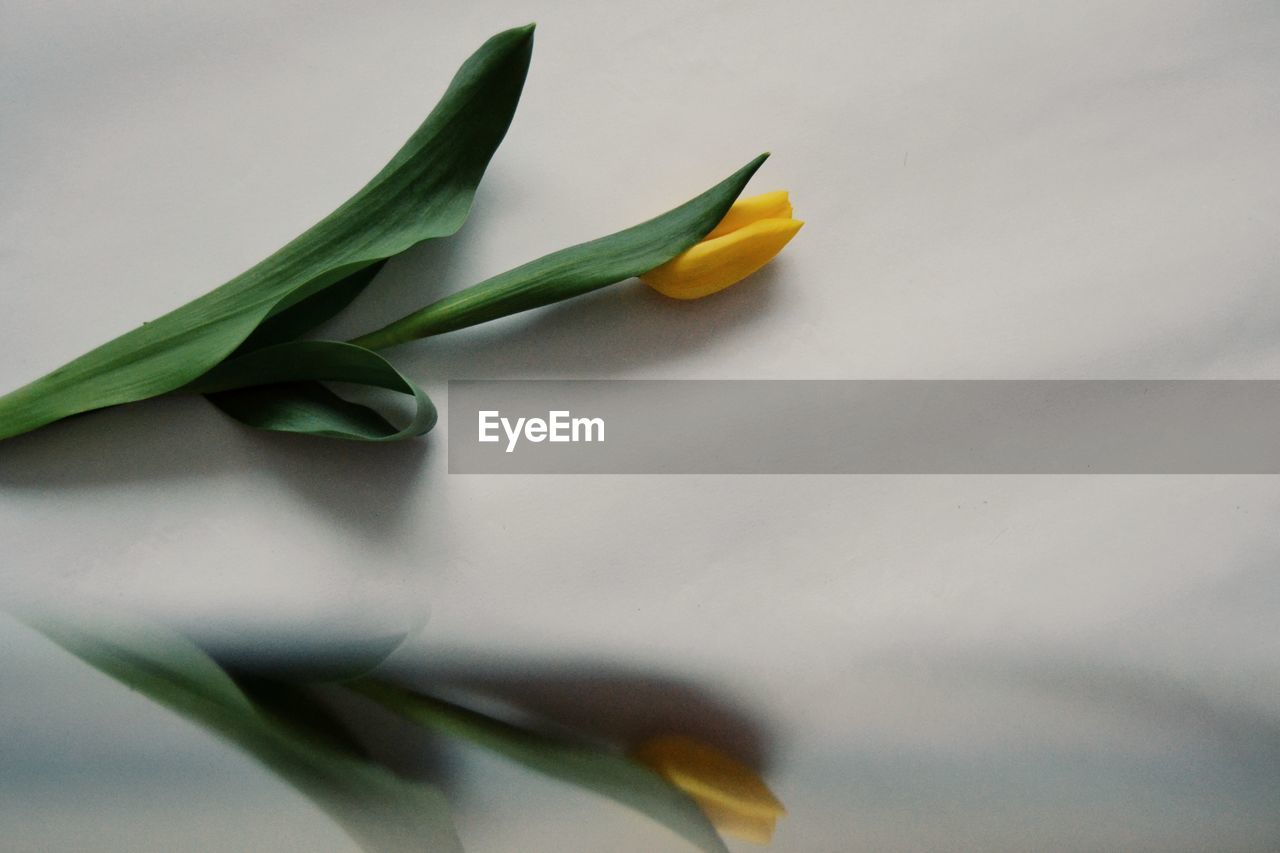 CLOSE-UP OF YELLOW LEAF ON WHITE FLOWER