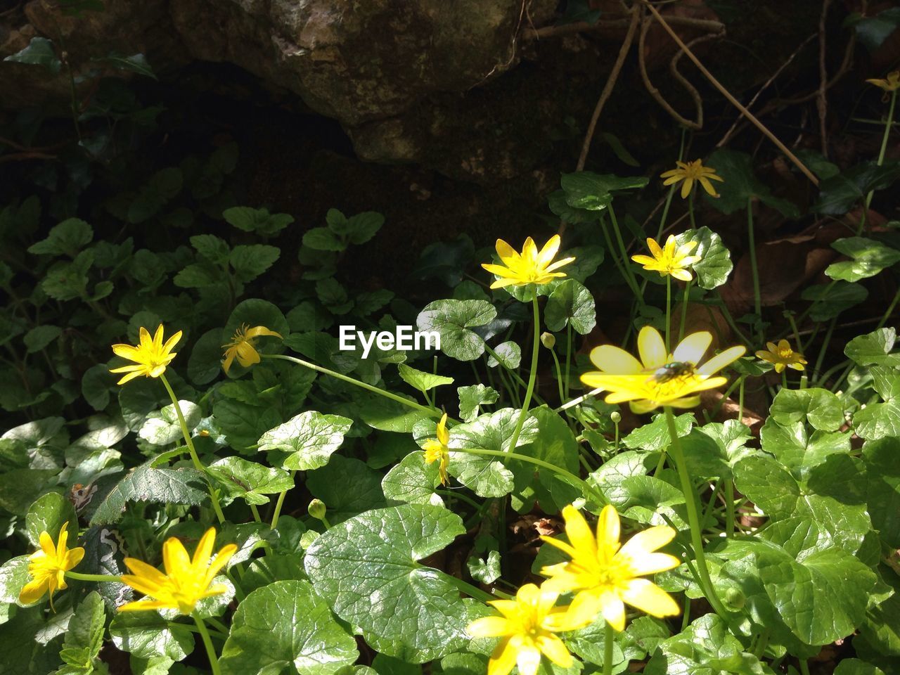 Close-up of daisy flowers