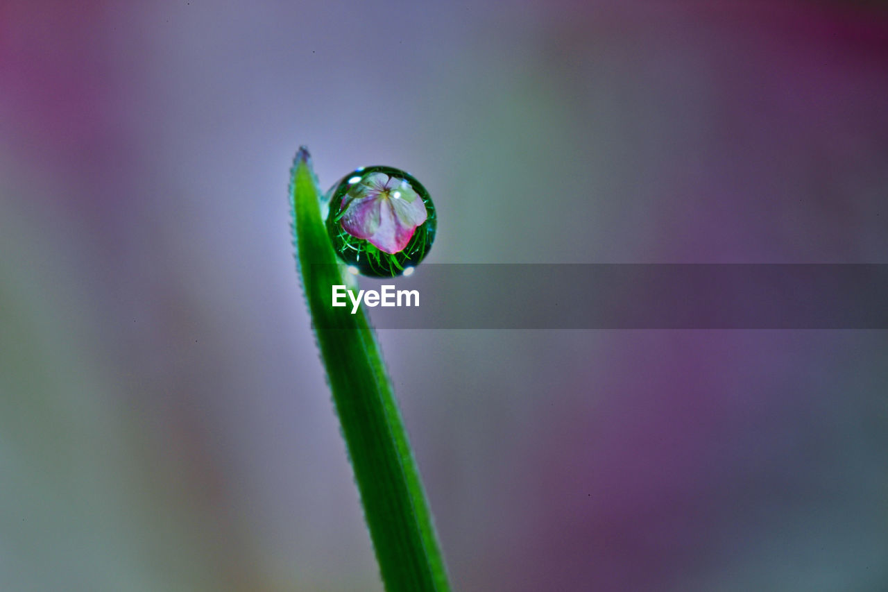 green, moisture, dew, drop, close-up, macro photography, flower, plant, nature, water, leaf, plant stem, no people, freshness, wet, focus on foreground, beauty in nature, selective focus, grass, fragility, plant part, growth, outdoors, day, macro, yellow