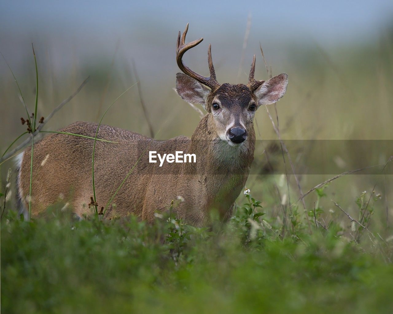 animal themes, animal, animal wildlife, wildlife, deer, mammal, one animal, nature, portrait, grassland, plant, grass, looking at camera, prairie, no people, outdoors, selective focus, travel destinations, day, beauty in nature, environment, land, antelope