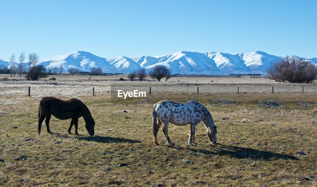 HORSES ON FIELD AGAINST MOUNTAINS