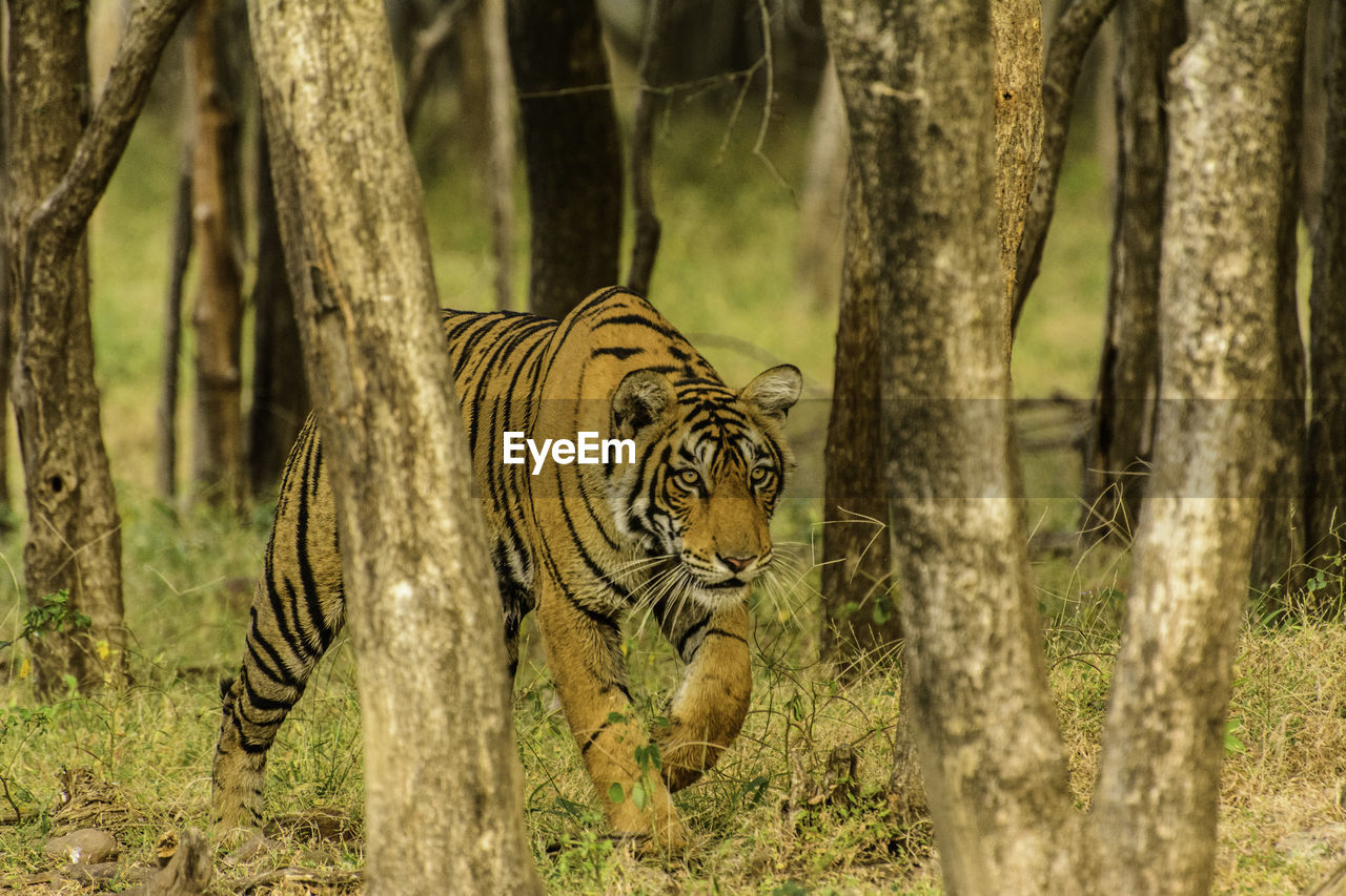 Tiger walking amidst trees in forest